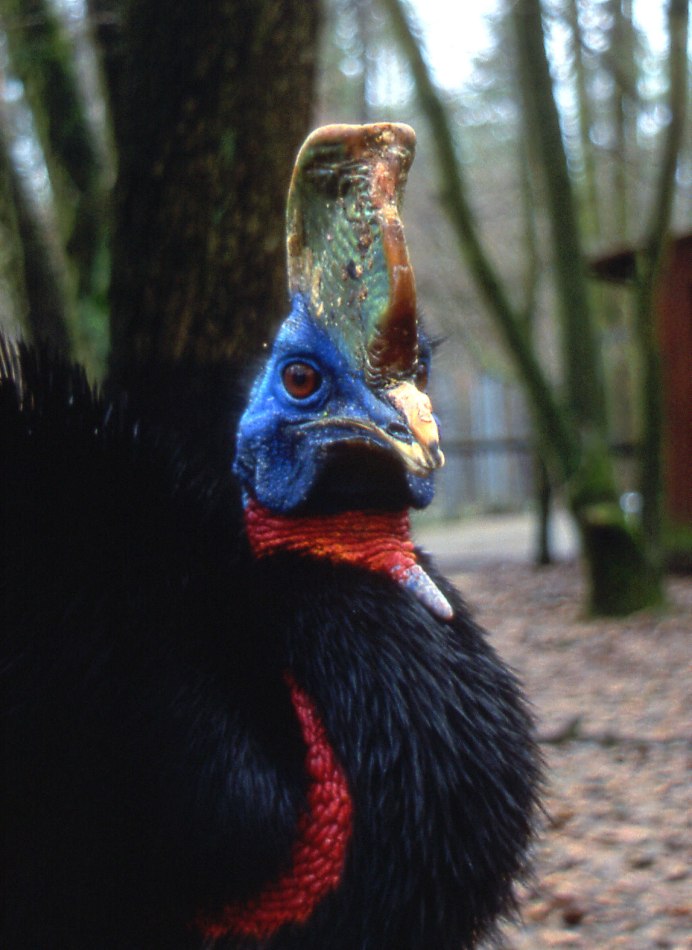 Казуар альбинос