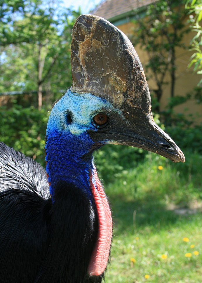 Бескилевые казуары