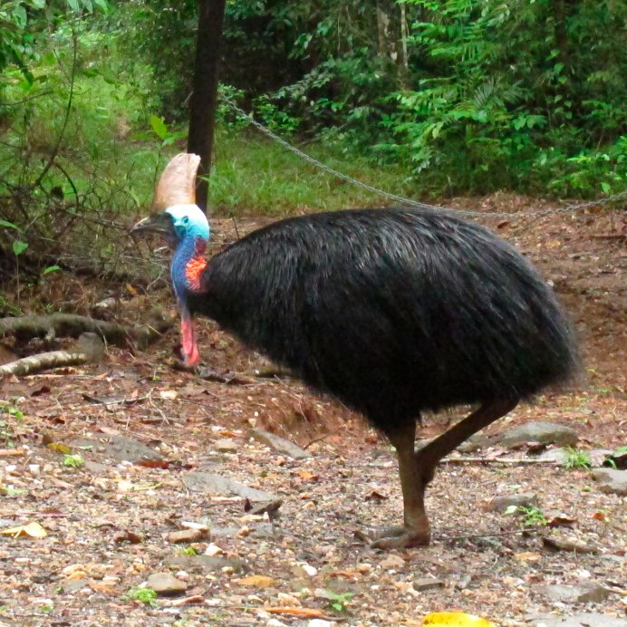 Казуар и человек