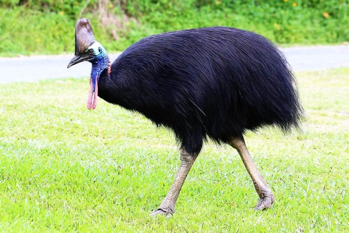 Casuarius casuarius