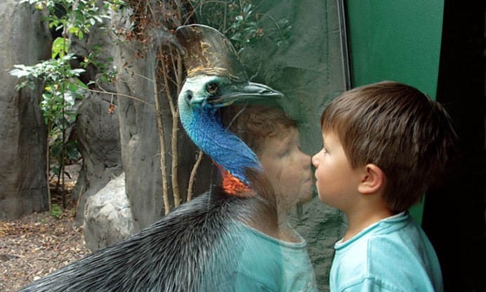 Южный казуар нападение