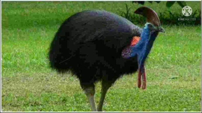 Шлемоносный казуар нападение