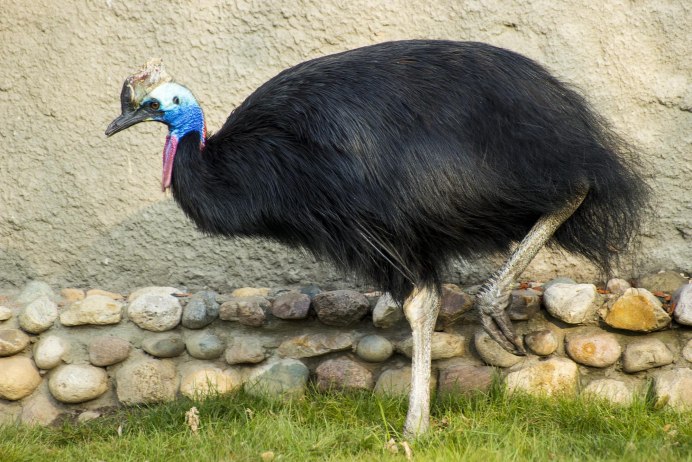 Самая опасная птица на з