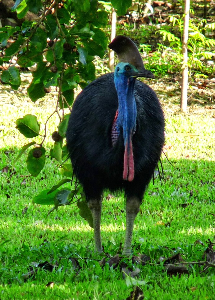 Казуар в Австралии