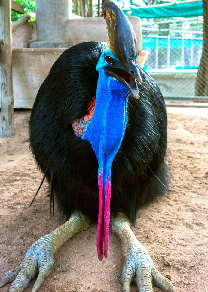 Малайзия казуар птица-