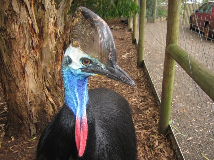 Казуар птица когти