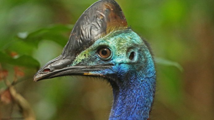 Казуар на белом фоне