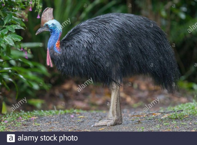 Казуар альбинос