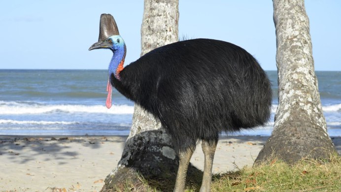 Казуар Теризинозавр