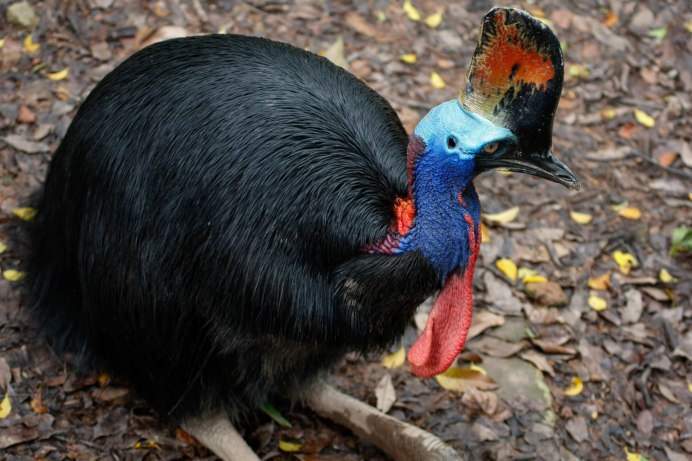 Страус казуар