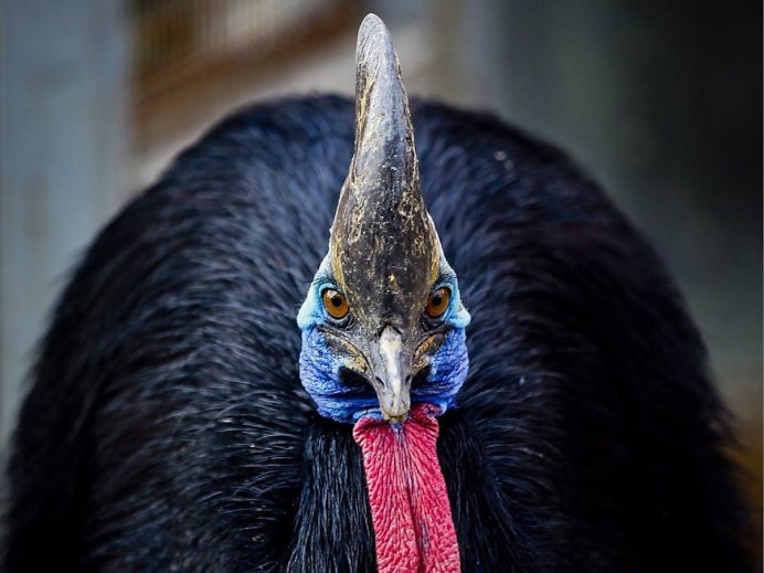 Южный казуар