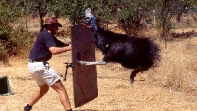 Казуары нападают на людей