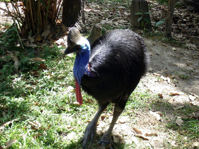 ЙОНДА казуар