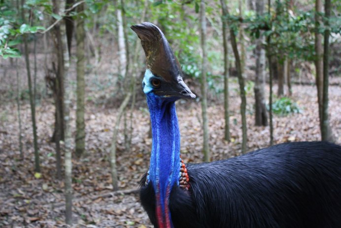 Шлемоносный казуар нападение