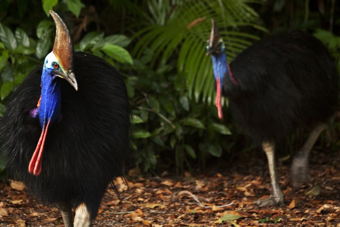 Cassowary Attack