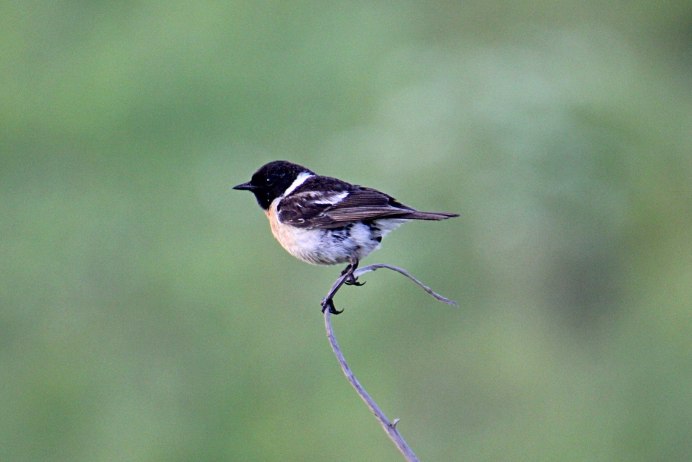 Red-Winged Blackbird