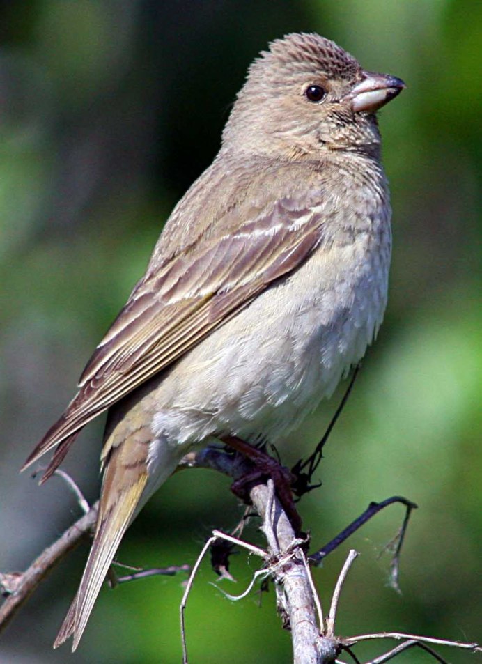 Серый Дрозд (Grey Catbird)