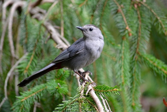 Голубь Columba palumbus