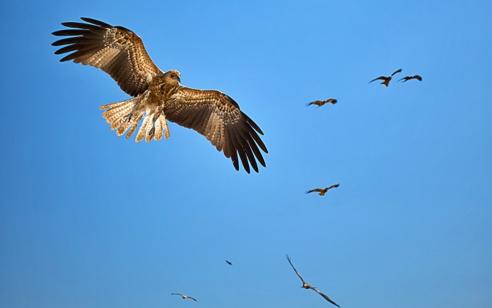 Хищная птица в небе