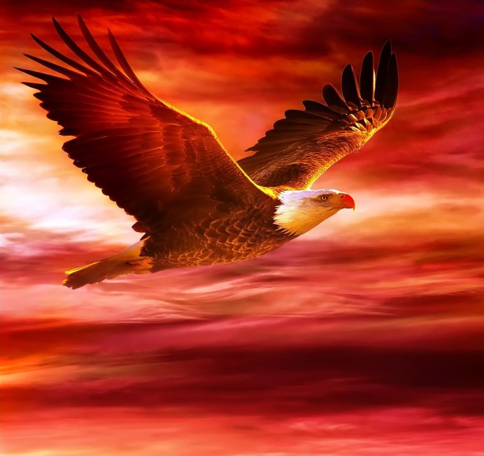 Орел парящий в небе