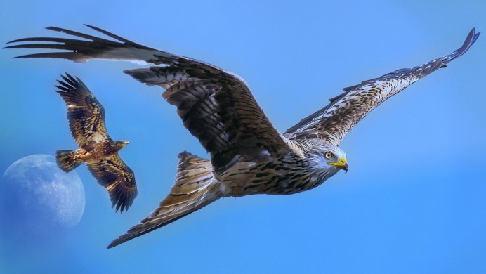 Птица над горами