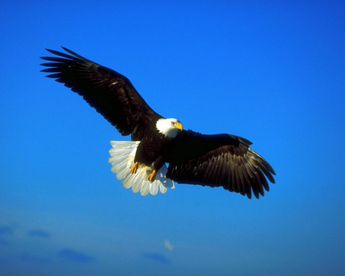 Белоголовый Беркут