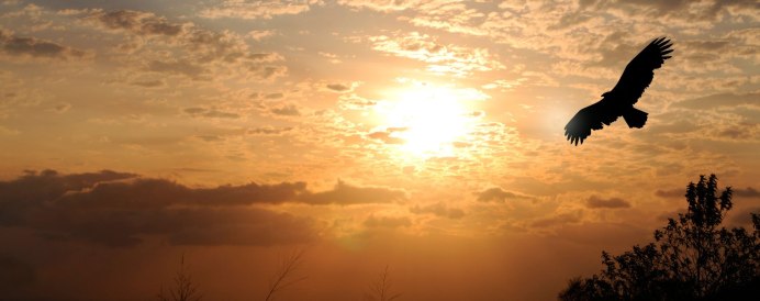 Сокол в небе