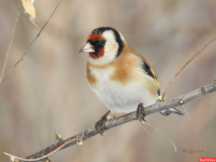 Щегол самка и самец