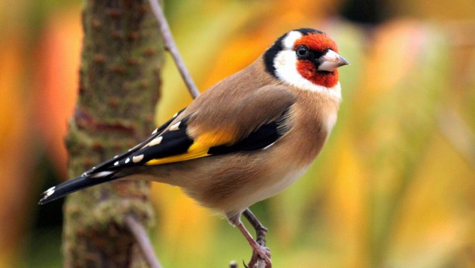 Черноголовый щегол