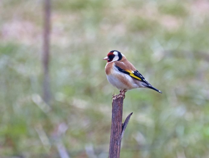 Иранский щегол