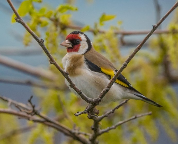 Щегол Крымский