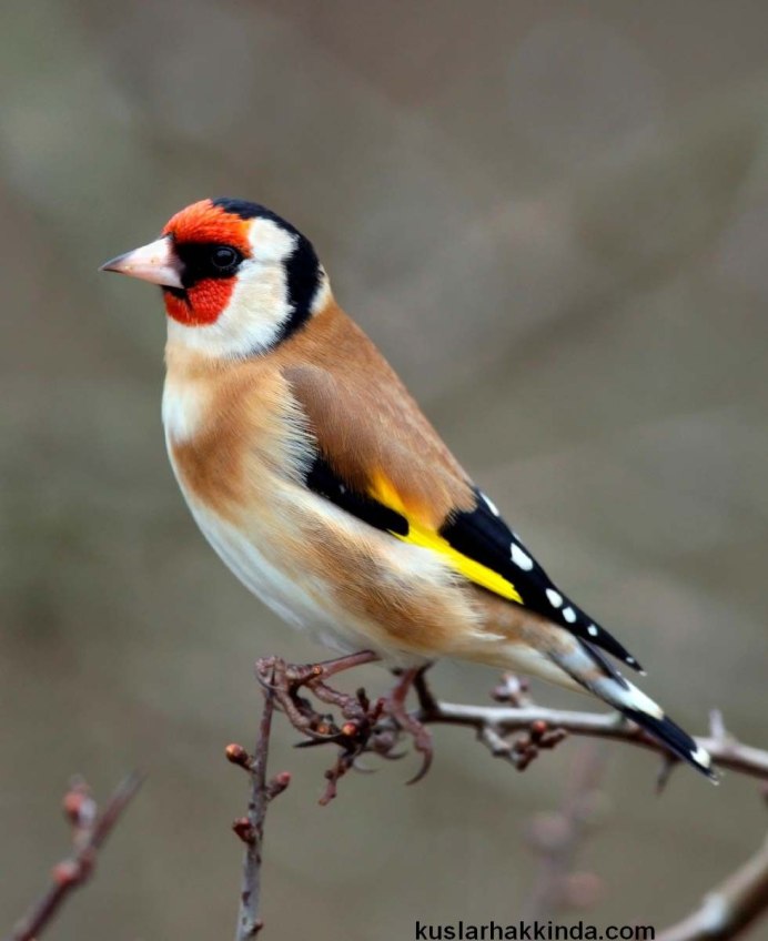 Белобородый щегол