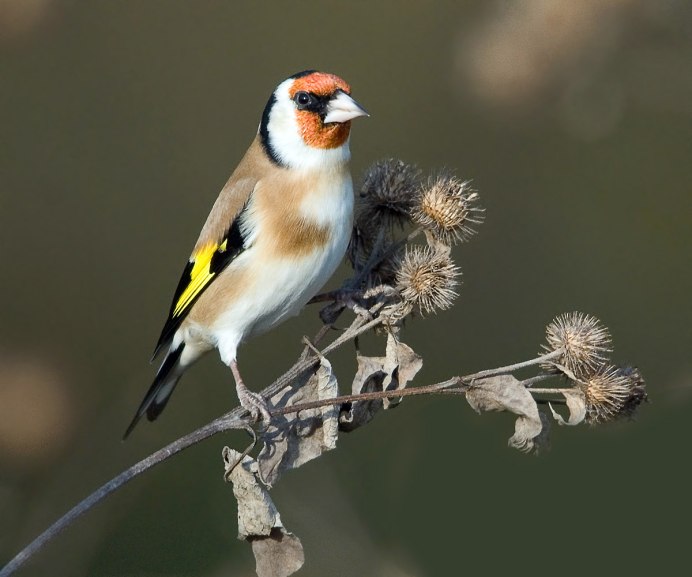 Щегол обыкновенный