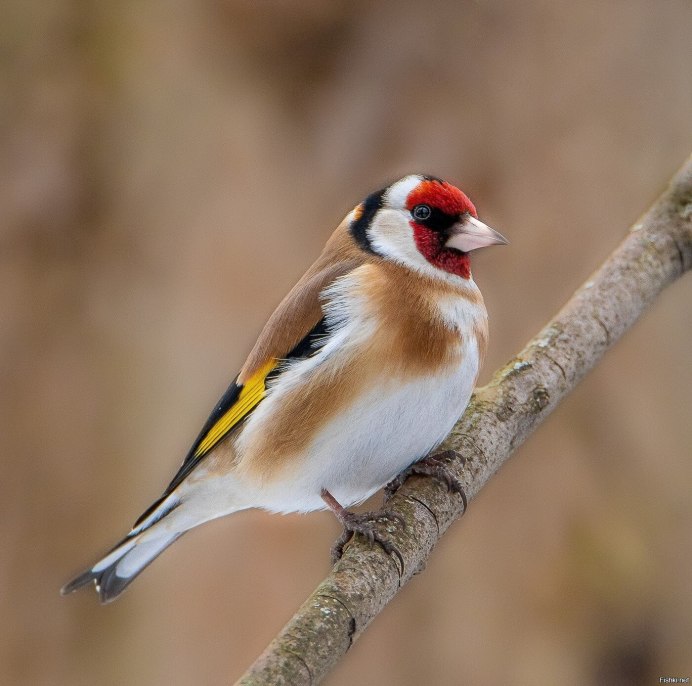 Птицы России щегол