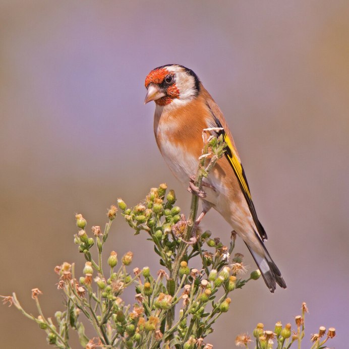 Желтогрудый щегол