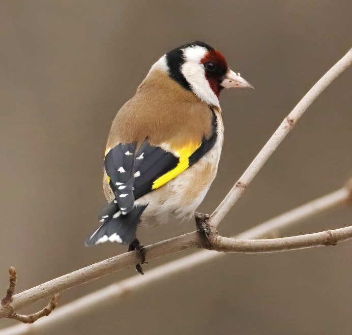 Черноголовый щегол птица