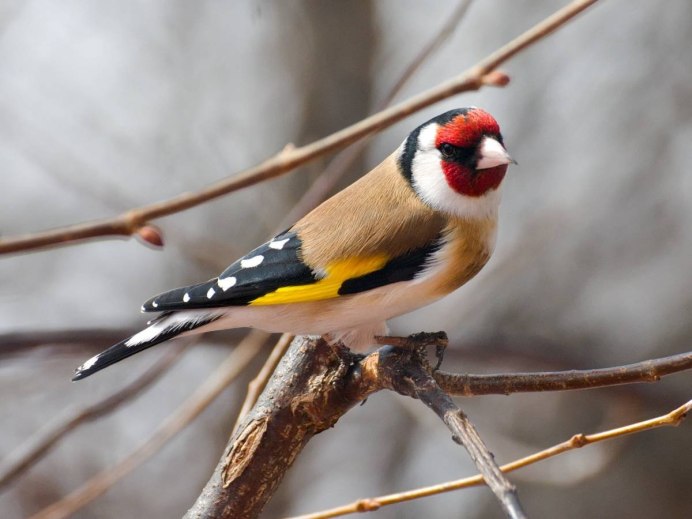 Щегол Уральский