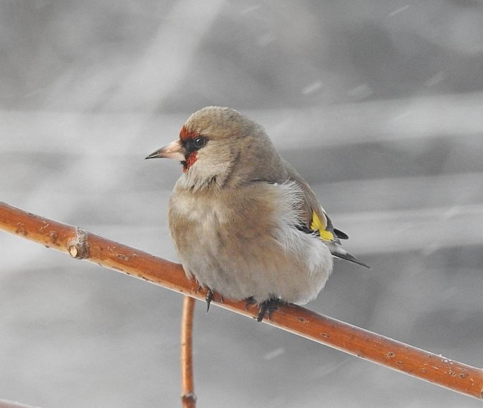 Щегол птица видео