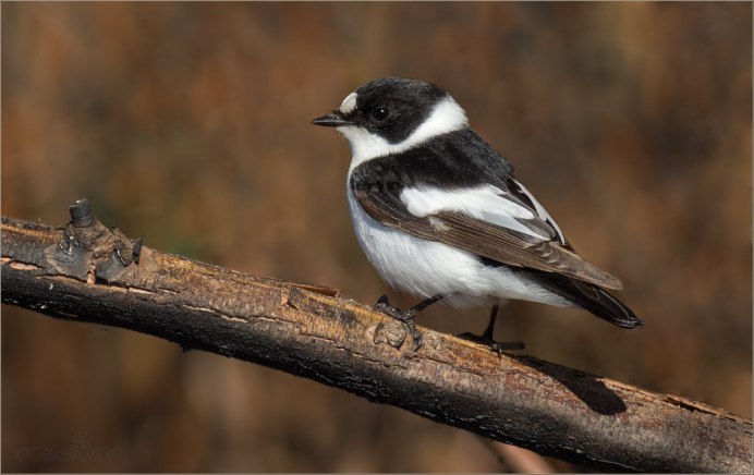 Motacilla Alba yarrellii