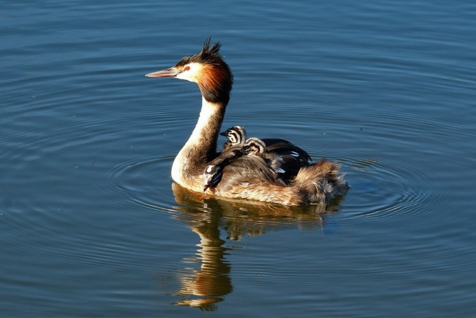 Большой крохаль Mergus Merganser