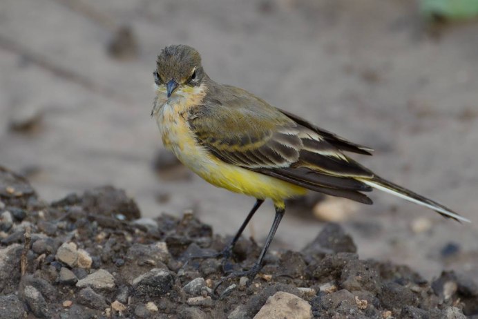 Зеленушка (Chloris Chloris)