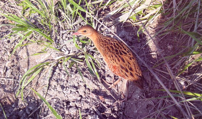 Коростель детеныш