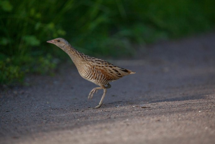 Коростель цыплята
