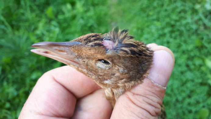 Карликовый Коростель птенец