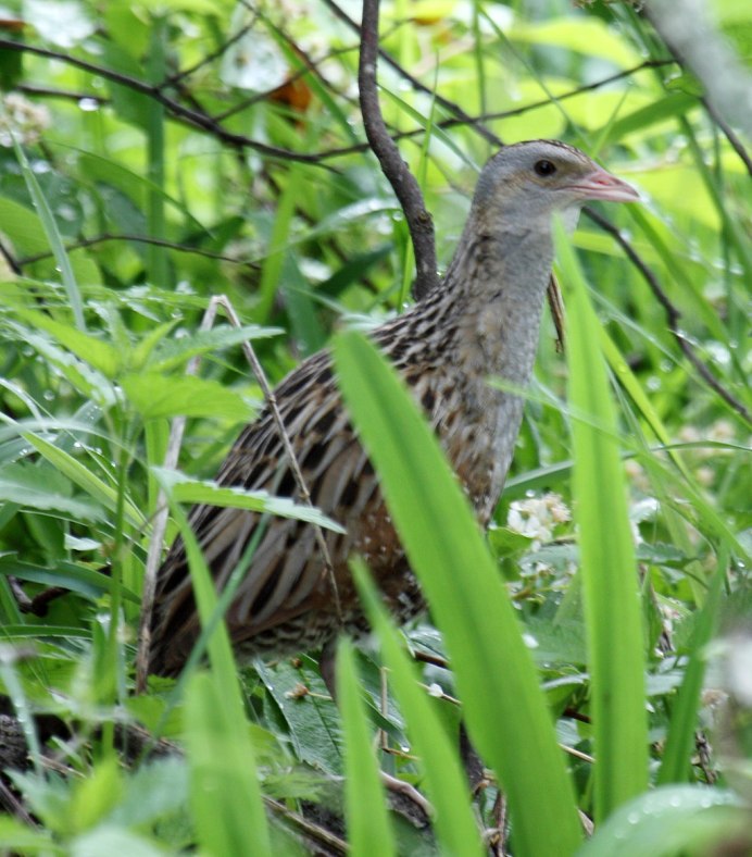 Воробьиное гнездо птицы