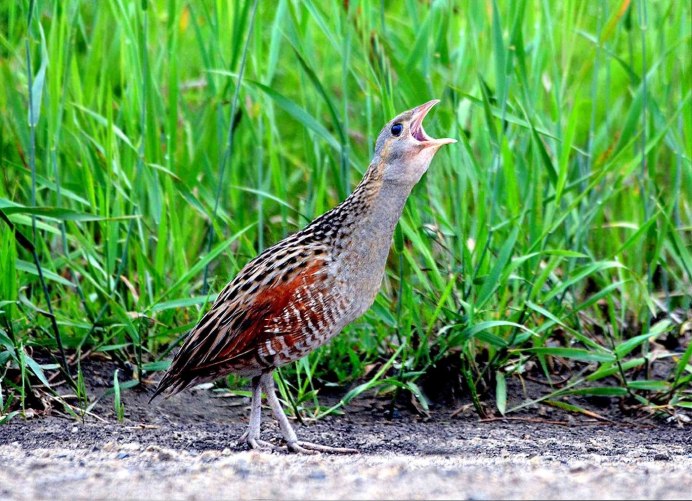 Коростель гнездование