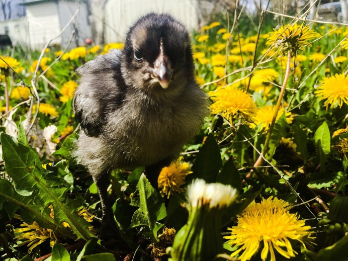 Коростель лапа