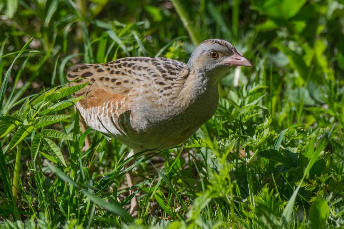 Коростель Крех Крех