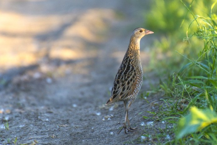 Птенец коростеля фото