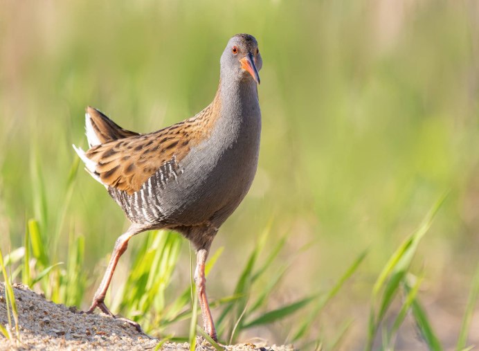 Коростель птица